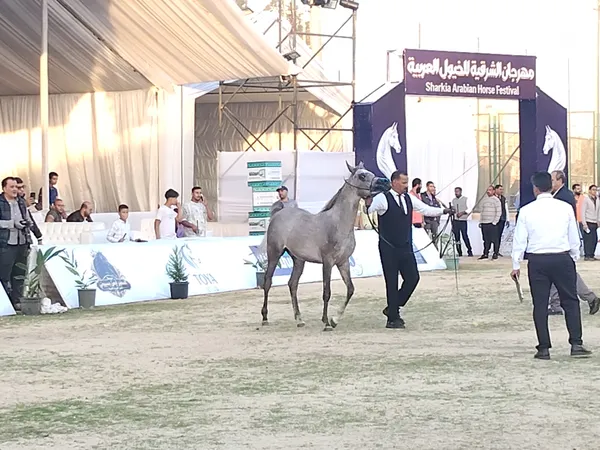 جانب من المهرجان 