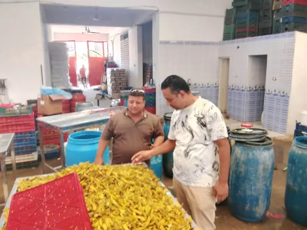 مخللات مجهولة المصدر ببنى سويف 