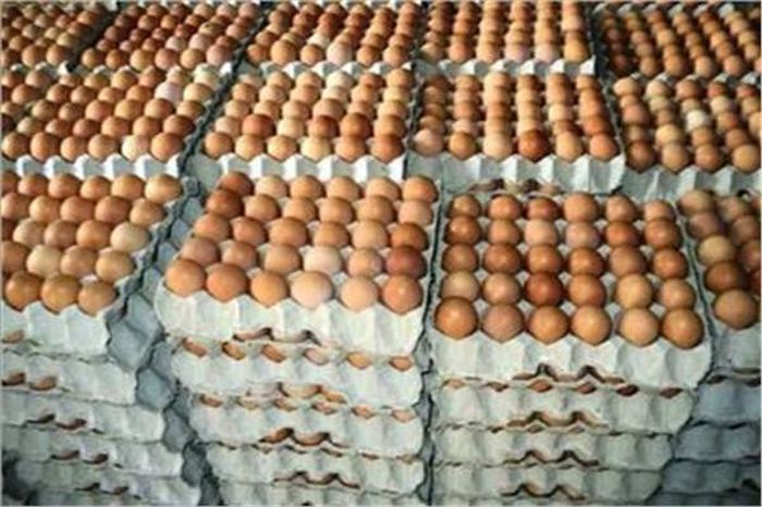 كرتونة البيض بـ40 جنيهًا.. الغرف التجارية تُعلن انخفاض أسعار الدواجن كرتونة البيض بـ40 جنيهًا.. الغرف التجارية تُعلن انخفاض أسعار الدواجن