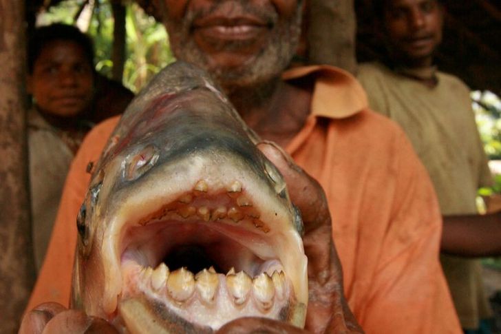 علماء يحذرون السباحين من سمكة ألبيرانا