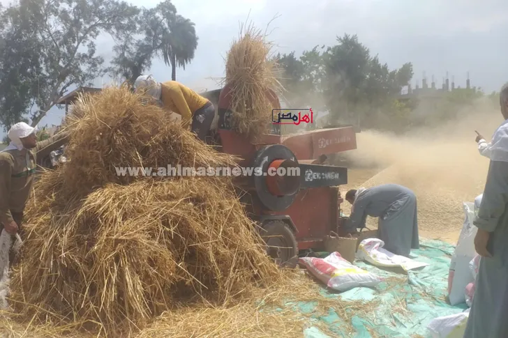 محصول القمح  