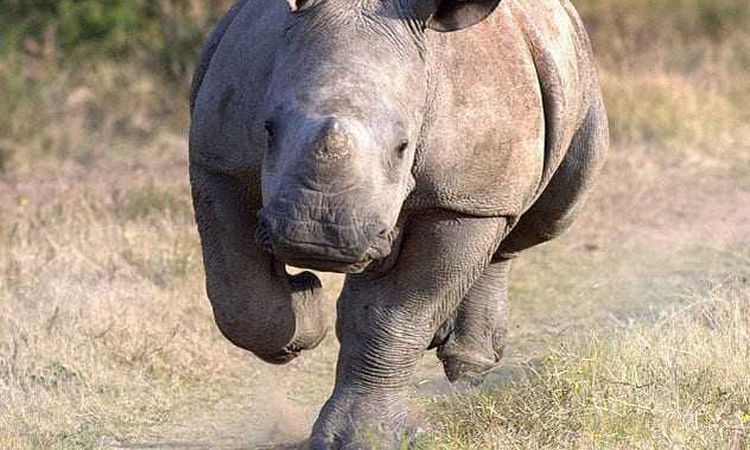 صورة عرضت مصورها لغضب "وحيد القرن" أهل مصر