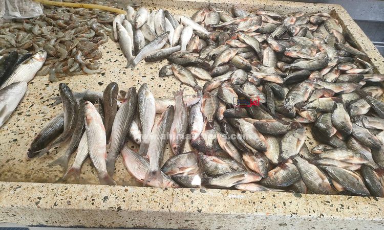 ارتفاع أسعار الأسماك بأسواق الفيوم ومراكزها اليوم الأربعاء 7/6/2023 | أهل  مصر
